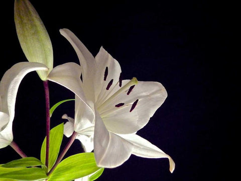 White Lilies I Black Ornate Wood Framed Art Print with Double Matting by Burkhart, Monika