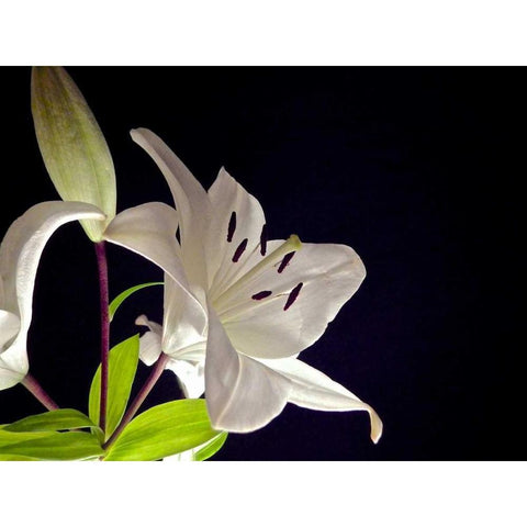 White Lilies I Black Modern Wood Framed Art Print by Burkhart, Monika