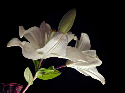 White Lilies II White Modern Wood Framed Art Print with Double Matting by Burkhart, Monika