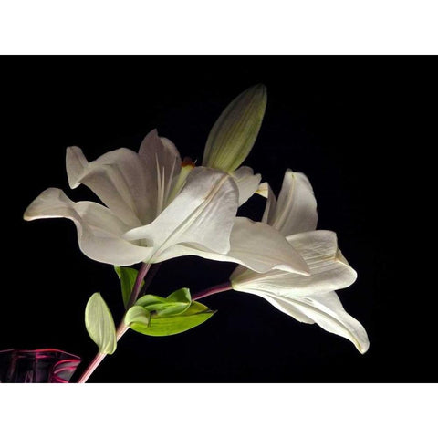 White Lilies II White Modern Wood Framed Art Print by Burkhart, Monika