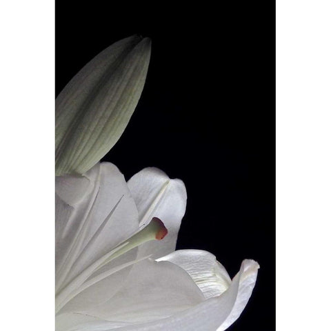White Lilies III Black Modern Wood Framed Art Print with Double Matting by Burkhart, Monika