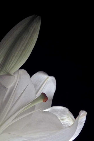 White Lilies III White Modern Wood Framed Art Print with Double Matting by Burkhart, Monika