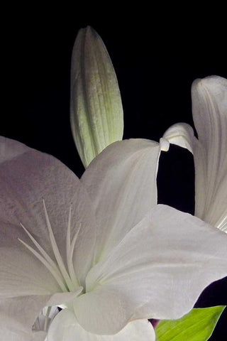 White Lilies IV Black Ornate Wood Framed Art Print with Double Matting by Burkhart, Monika