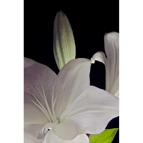White Lilies IV Black Modern Wood Framed Art Print with Double Matting by Burkhart, Monika