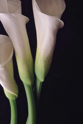 White Callas I Black Ornate Wood Framed Art Print with Double Matting by Burkhart, Monika