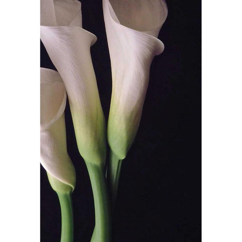 White Callas I Black Modern Wood Framed Art Print by Burkhart, Monika