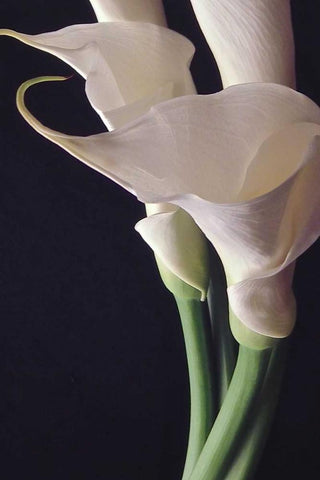 White Callas II Black Ornate Wood Framed Art Print with Double Matting by Burkhart, Monika
