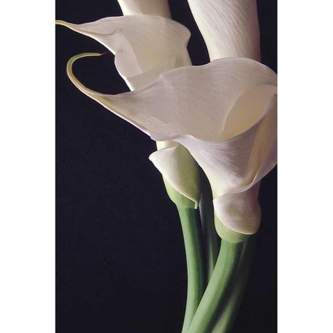 White Callas II Black Modern Wood Framed Art Print by Burkhart, Monika