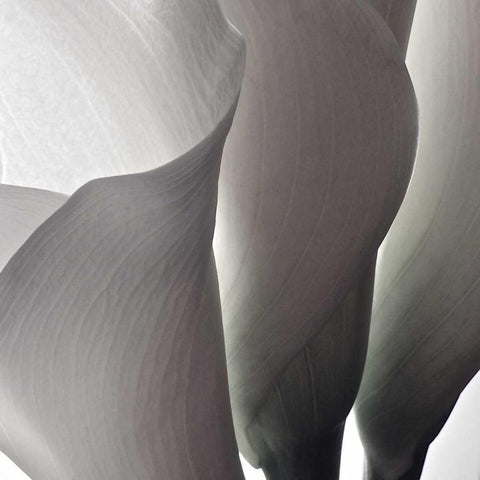 White Callas III White Modern Wood Framed Art Print with Double Matting by Burkhart, Monika