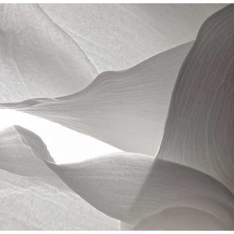 White Callas VI Black Modern Wood Framed Art Print with Double Matting by Burkhart, Monika