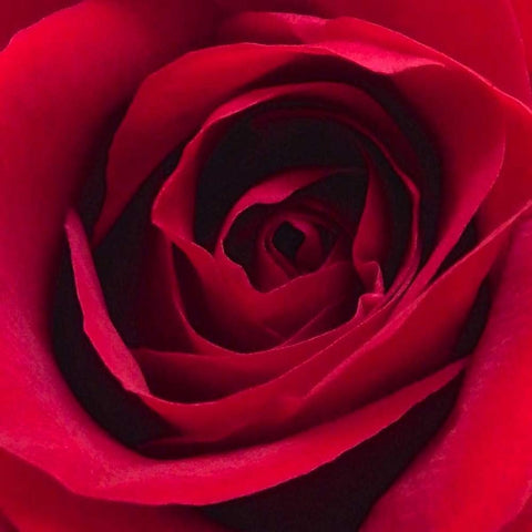 Red Rose I White Modern Wood Framed Art Print by Burkhart, Monika