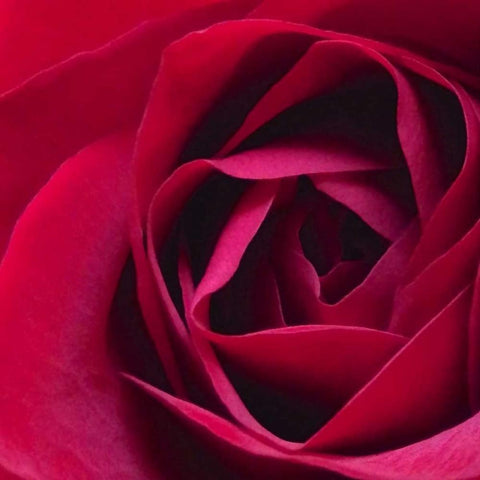 Red Rose II Black Modern Wood Framed Art Print by Burkhart, Monika