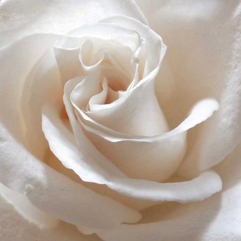 White Rose II Black Modern Wood Framed Art Print by Burkhart, Monika