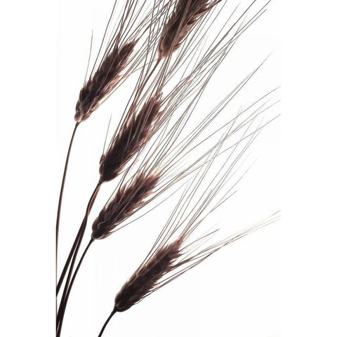 Wheat I Black Modern Wood Framed Art Print by Burkhart, Monika