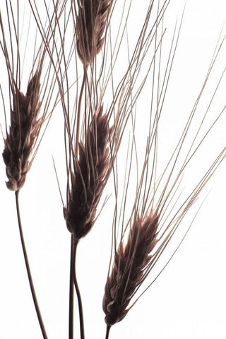 Wheat II White Modern Wood Framed Art Print with Double Matting by Burkhart, Monika