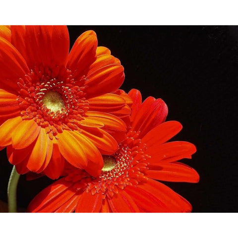 Orange Daisies Gold Ornate Wood Framed Art Print with Double Matting by Burkhart, Monika