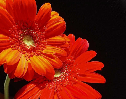 Orange Daisies White Modern Wood Framed Art Print with Double Matting by Burkhart, Monika