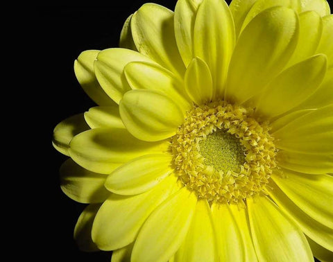 Yellow Daisy Black Ornate Wood Framed Art Print with Double Matting by Burkhart, Monika