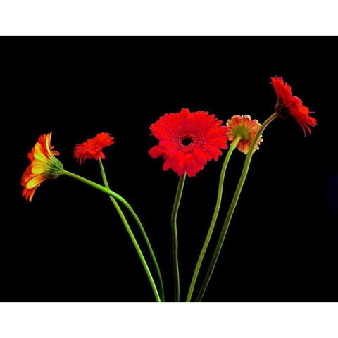 Crazy Daisies I Black Modern Wood Framed Art Print by Burkhart, Monika