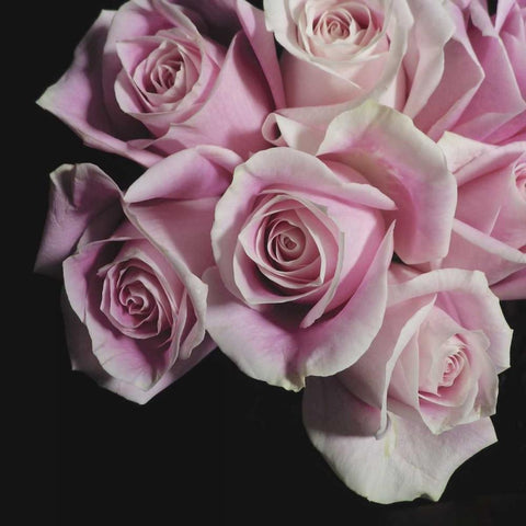 Moonlight and Roses I White Modern Wood Framed Art Print by Burkhart, Monika