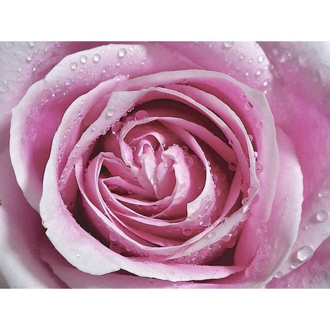 Raindrops and Roses II Gold Ornate Wood Framed Art Print with Double Matting by Burkhart, Monika