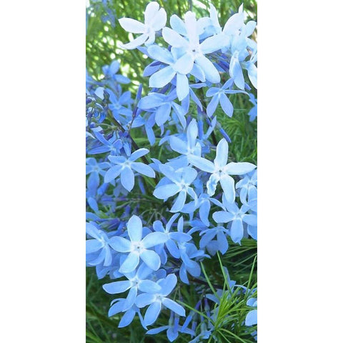 Variations in Blue I Black Modern Wood Framed Art Print with Double Matting by Burkhart, Monika