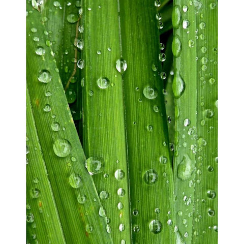 April Rain I Black Modern Wood Framed Art Print with Double Matting by Burkhart, Monika