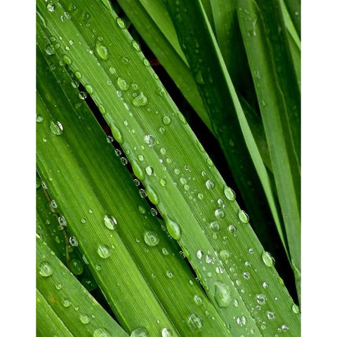April Rain II White Modern Wood Framed Art Print by Burkhart, Monika