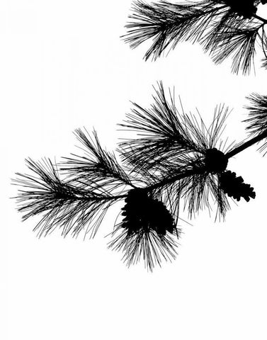 Pine Soliloquy I Black Ornate Wood Framed Art Print with Double Matting by Burkhart, Monika