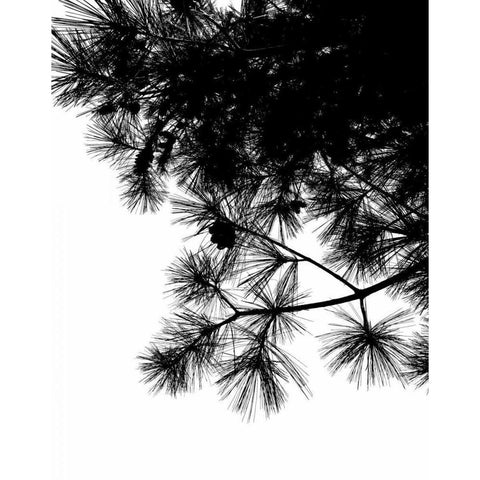 Pine Soliloquy II Black Modern Wood Framed Art Print with Double Matting by Burkhart, Monika