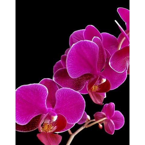 Orchid Essence I Gold Ornate Wood Framed Art Print with Double Matting by Burkhart, Monika