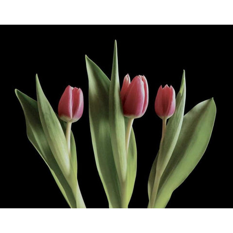 Blush of Spring III Black Modern Wood Framed Art Print with Double Matting by Burkhart, Monika