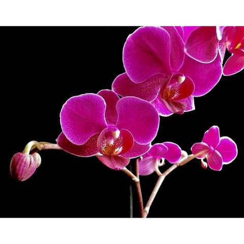 Orchid Essence II Black Modern Wood Framed Art Print with Double Matting by Burkhart, Monika