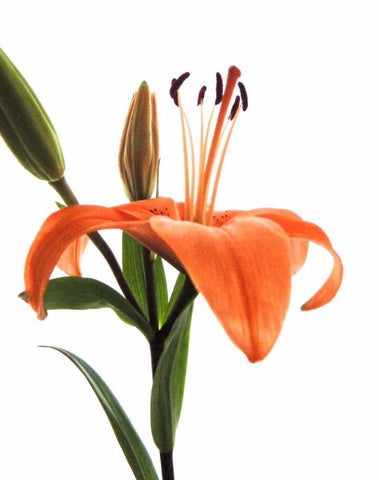 Daylily I White Modern Wood Framed Art Print with Double Matting by Burkhart, Monika