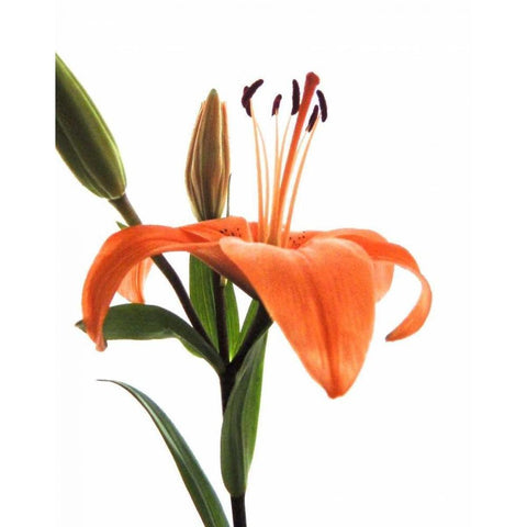 Daylily I Black Modern Wood Framed Art Print by Burkhart, Monika