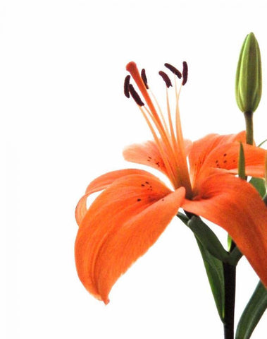 Daylily II White Modern Wood Framed Art Print with Double Matting by Burkhart, Monika