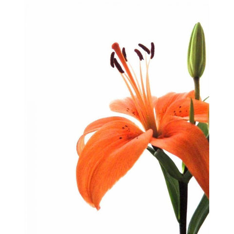 Daylily II Black Modern Wood Framed Art Print by Burkhart, Monika