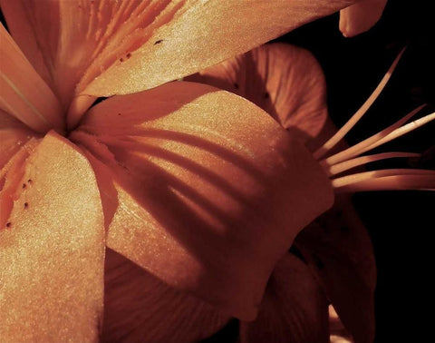 Exotique I Black Ornate Wood Framed Art Print with Double Matting by Burkhart, Monika