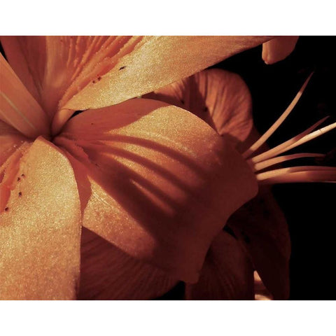 Exotique I White Modern Wood Framed Art Print by Burkhart, Monika