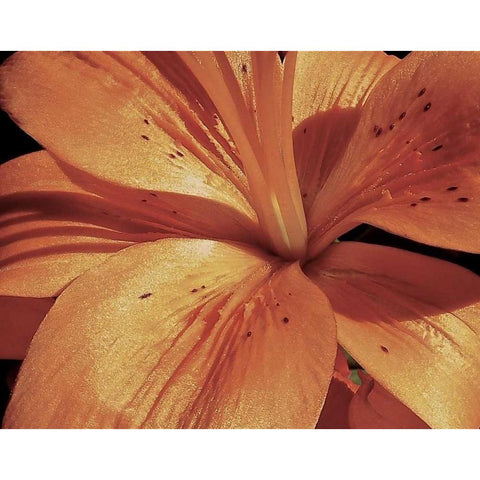 Exotique II Gold Ornate Wood Framed Art Print with Double Matting by Burkhart, Monika