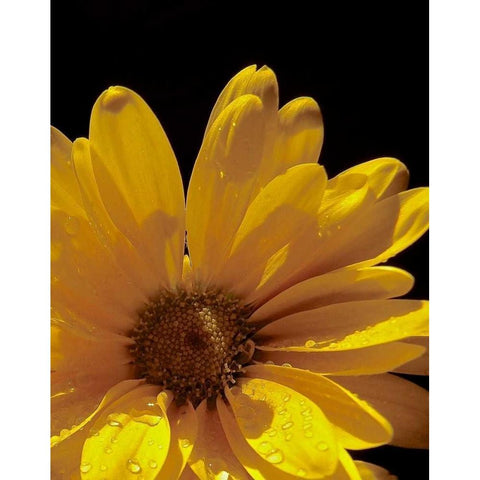 Sun Sparkled III Gold Ornate Wood Framed Art Print with Double Matting by Burkhart, Monika