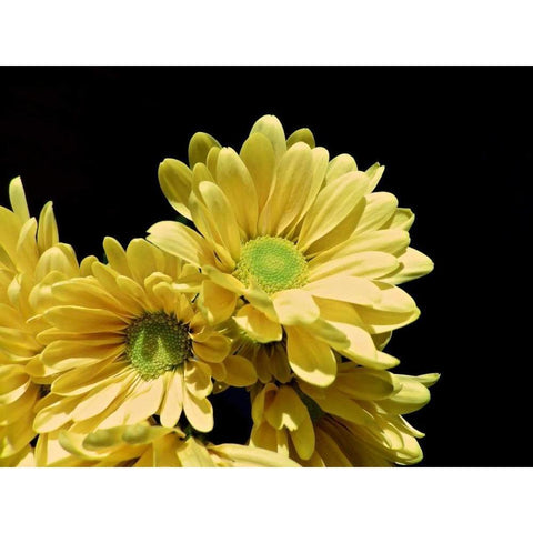 Daisy Dazzle I Gold Ornate Wood Framed Art Print with Double Matting by Burkhart, Monika