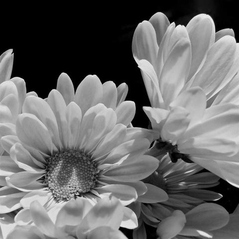 Daisy Dazzle BW I White Modern Wood Framed Art Print by Burkhart, Monika