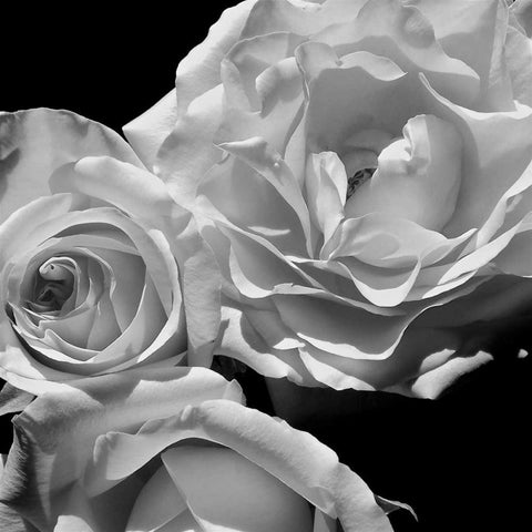 LEssence de la Rose BW I White Modern Wood Framed Art Print with Double Matting by Burkhart, Monika