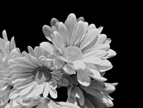 Daisy Dazzle BW II White Modern Wood Framed Art Print with Double Matting by Burkhart, Monika