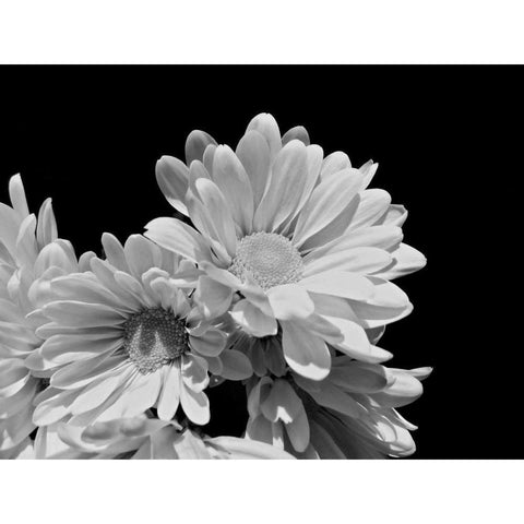 Daisy Dazzle BW II White Modern Wood Framed Art Print by Burkhart, Monika