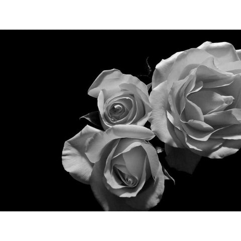 LEssence de la Rose BW II White Modern Wood Framed Art Print by Burkhart, Monika