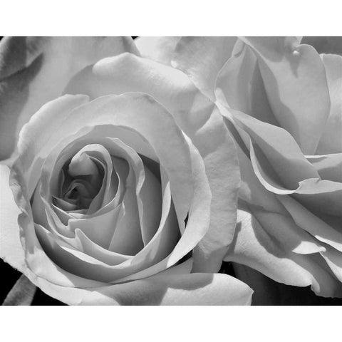 LEssence de la Rose BW III Black Modern Wood Framed Art Print with Double Matting by Burkhart, Monika