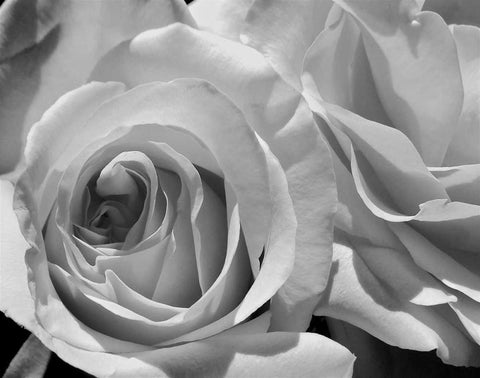 LEssence de la Rose BW III White Modern Wood Framed Art Print with Double Matting by Burkhart, Monika