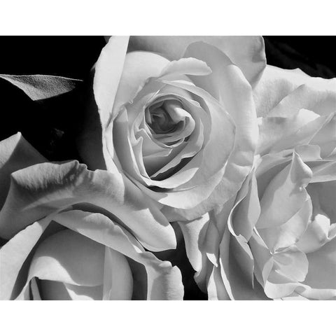 LEssence de la Rose BW IV White Modern Wood Framed Art Print by Burkhart, Monika